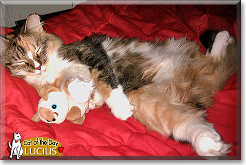 Lucius, the Cat of the Day