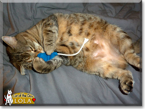 Lola, the Cat of the Day Lola, the Cat of the Day