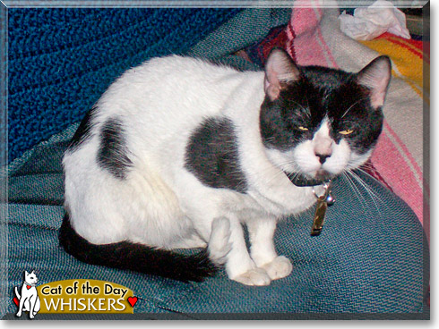 Whiskers, the Cat of the Day
