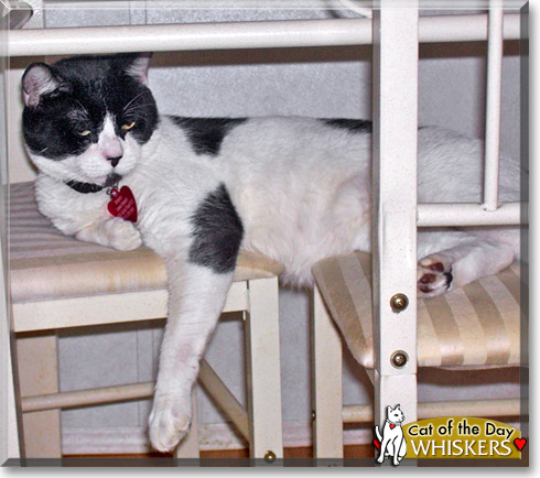 Whiskers, the Cat of the Day