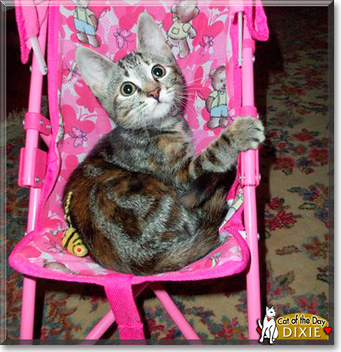Dixie, the Cat of the Day