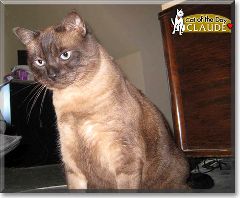 Claude, the Cat of the Day