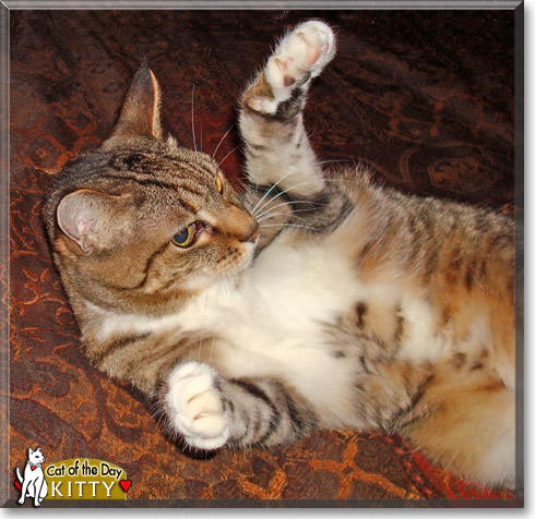 Kitty, the Cat of the Day
