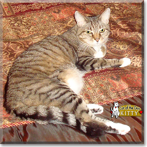 Kitty, the Cat of the Day