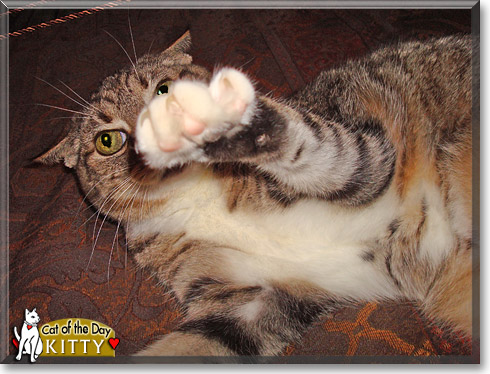 Kitty, the Cat of the Day