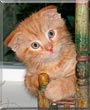 Garfield