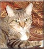 Kitty