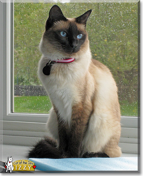 Izzy, the Cat of the Day