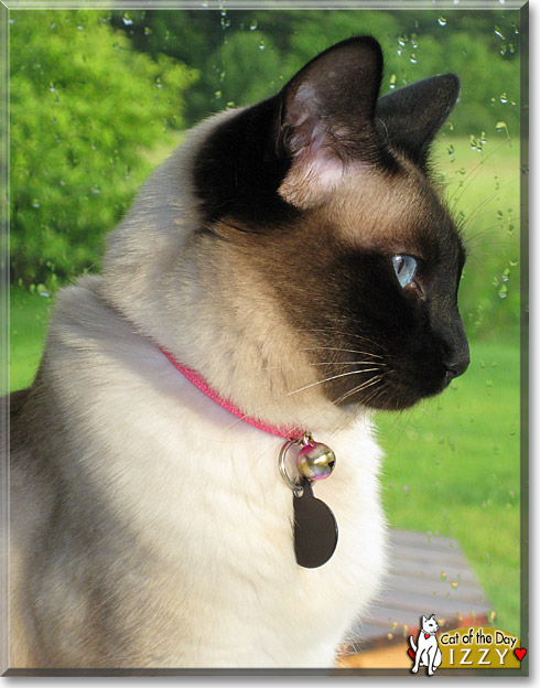 Izzy, the Cat of the Day Izzy, the Cat of the Day