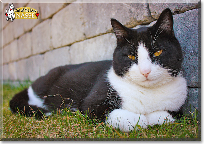 Nasse, the Cat of the Day Nasse, the Cat of the Day