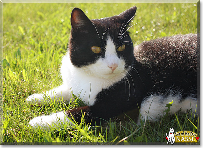 Nasse, the Cat of the Day Nasse, the Cat of the Day