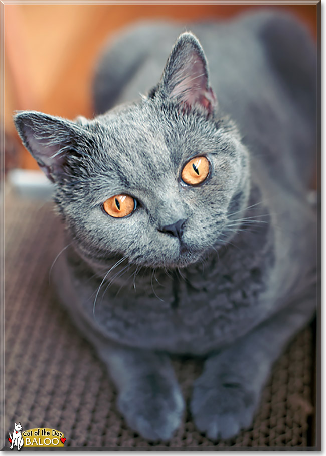 Baloo, the Cat of the Day Baloo, the Cat of the Day