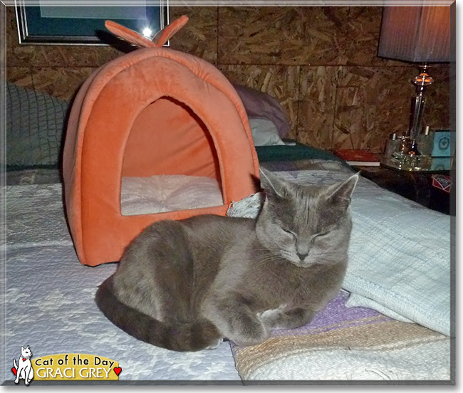 Graci Grey, the Cat of the Day Graci Grey, the Cat of the Day