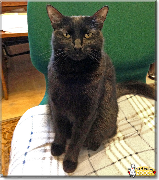 Zooey, the Cat of the Day Zooey, the Cat of the Day