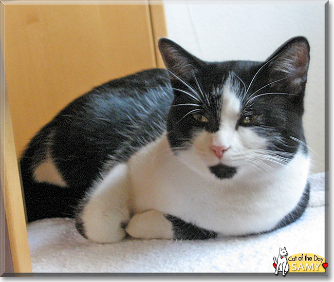 Samy the Domestic Shorthair