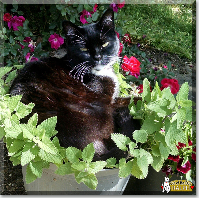 Ralph the Tuxedo Shorthair, the Cat of the Day