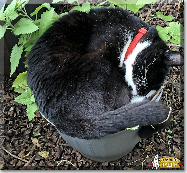Ralph the Tuxedo Shorthair, the Cat of the Day