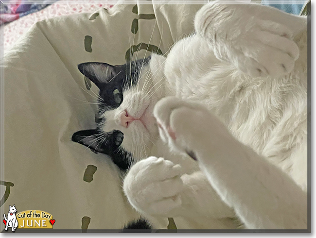 June the Tuxedo Shorthair, the Cat of the Day June the Tuxedo Shorthair, the Cat of the Day