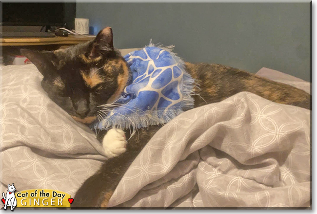 Ginger the Tortoiseshell, the Cat of the Day